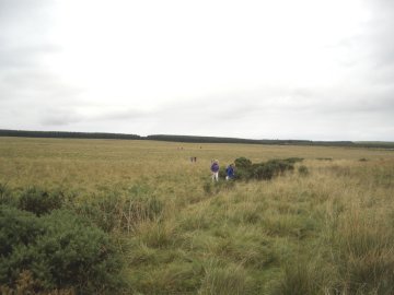 Tussocks
